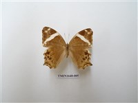 藏品(長紋黛眼蝶)的圖片